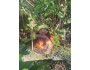 4" Art Doll Pele, Volcano Goddess